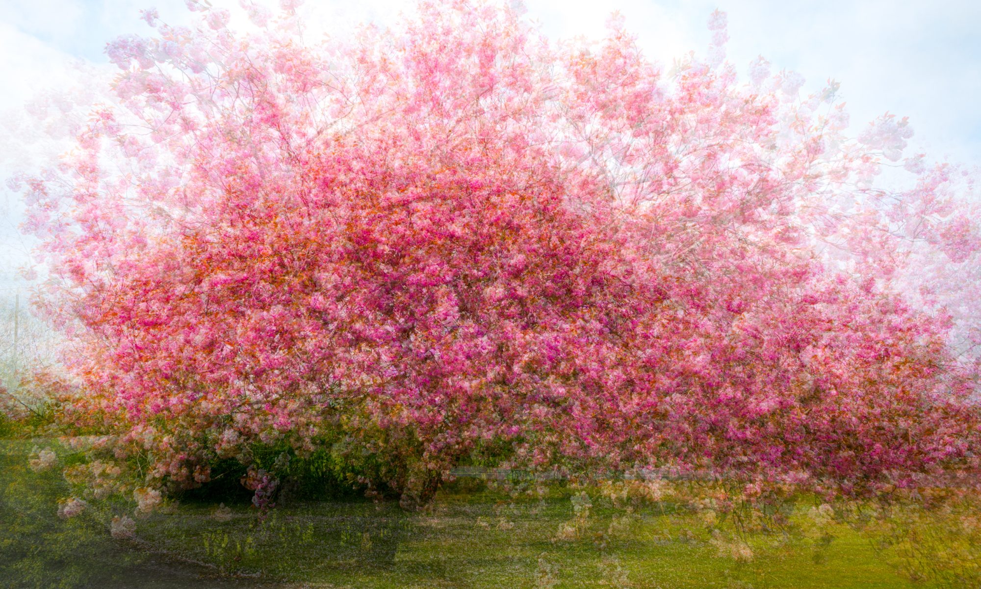 Cherry Blossom at Romanby, Northallerton