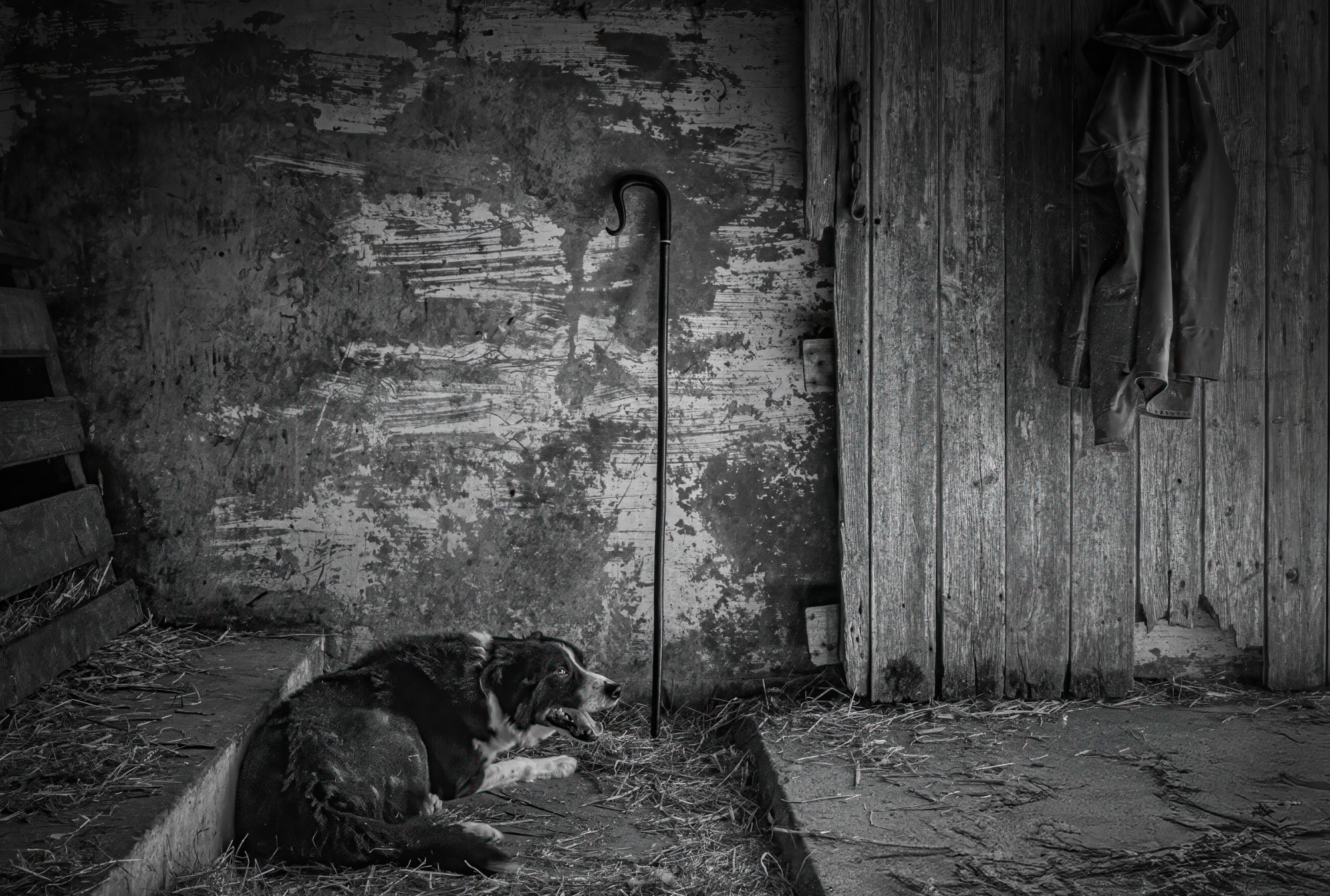 Sheepdog at rest