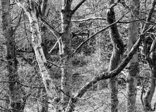 "silver shines". The silver birch stands out against the rest.
A high key monochrome image taken on a bright sunny day. When it's bright shoot black and white.

#woodland #woodlandphotography #blackandwhitephotography #rpslandscape  #monochromephotography