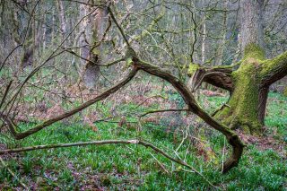 "Forever growing longer"
A revisit to the same woodland the following overcast and damp day gave the woodland a different feel.

#woodland #woodlandphotography #rpslandscape #rps #CanonEOSR7