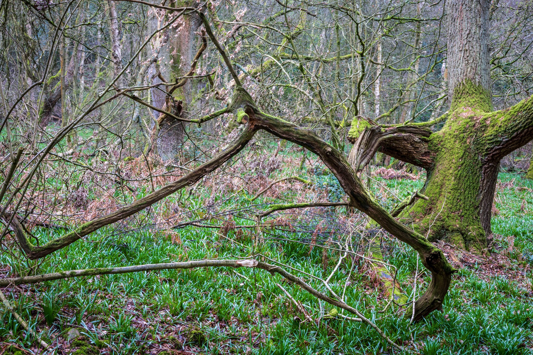 "Forever growing longer"
A revisit to the same woodland the following overcast and damp day gave the woodland a different feel.

#woodland #woodlandphotography #rpslandscape #rps #CanonEOSR7