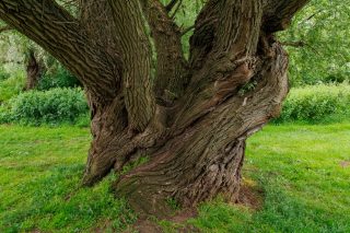 Willow Tree, Thirsk, North Yorkshire, UK.

rpscontemporary #rpscontemporarygroup #rpslandscapegroup #rpsyorkshire #rpsnorthern #landscape #landscapephoto #landscapephotographer #landscapephotography #rpslandscape #framesmag #framesmagazine