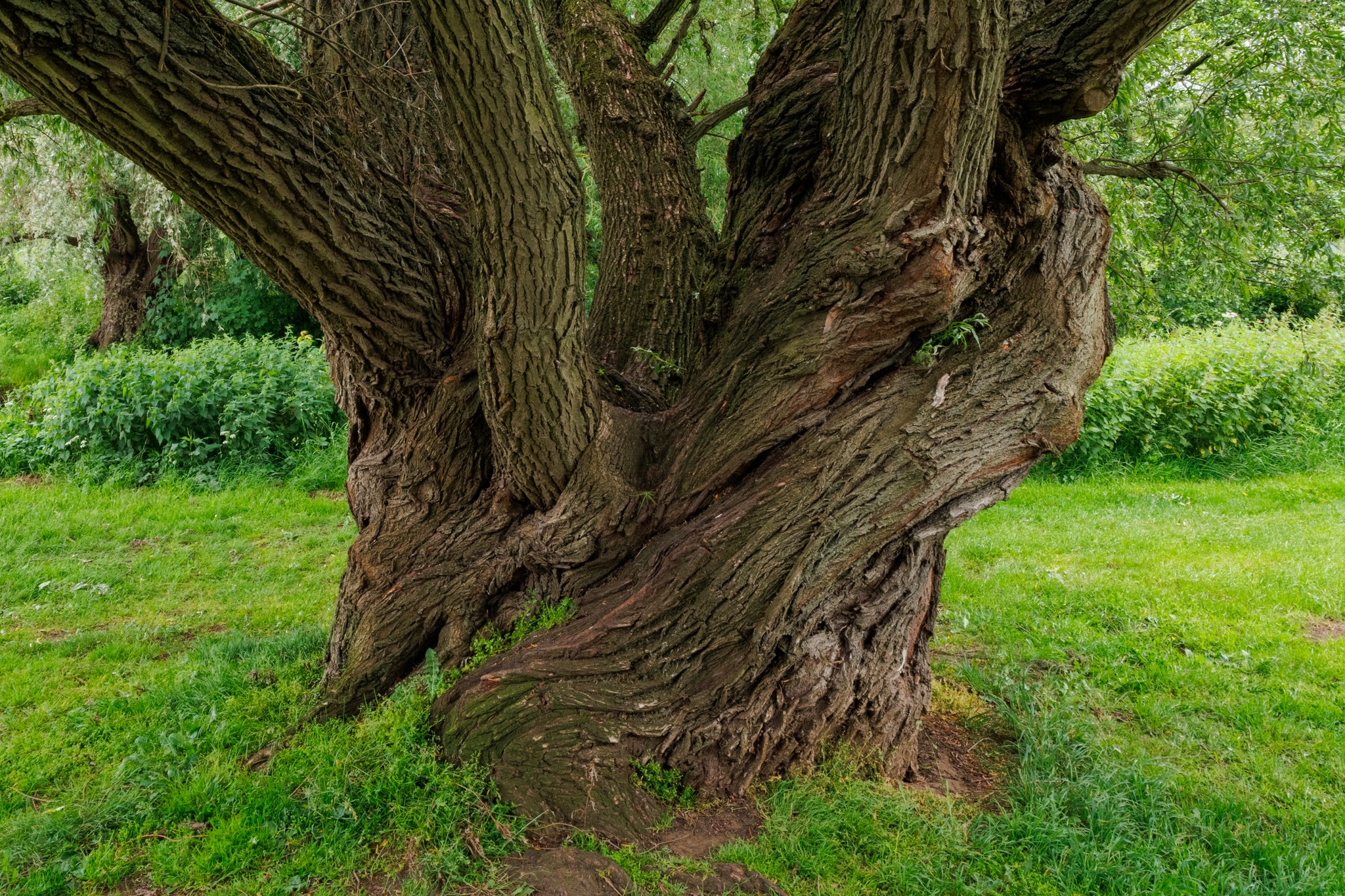 Willow Tree, Thirsk, North Yorkshire, UK.

rpscontemporary #rpscontemporarygroup #rpslandscapegroup #rpsyorkshire #rpsnorthern #landscape #landscapephoto #landscapephotographer #landscapephotography #rpslandscape #framesmag #framesmagazine